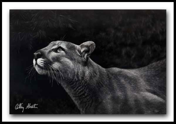 Spring Loaded - Cougar Scratchboard