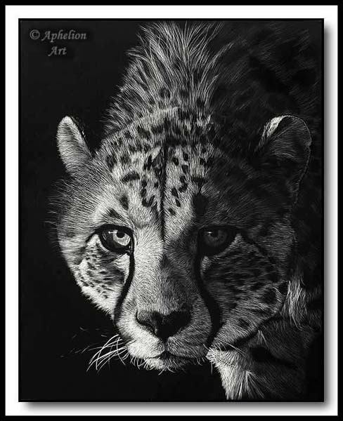 Staredown- scratchboard cheetah