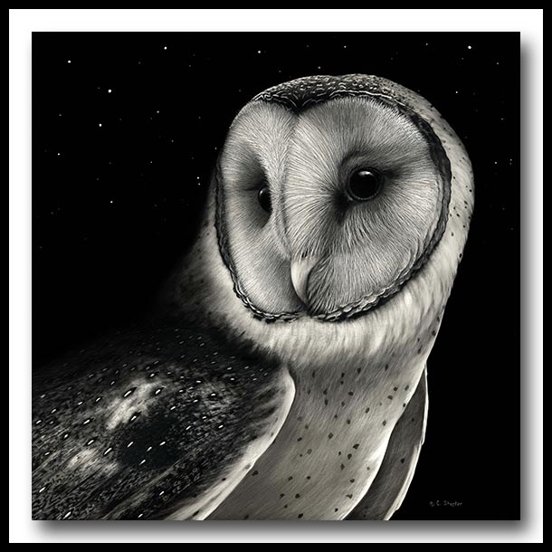Barn Owl - Scratchboard Art