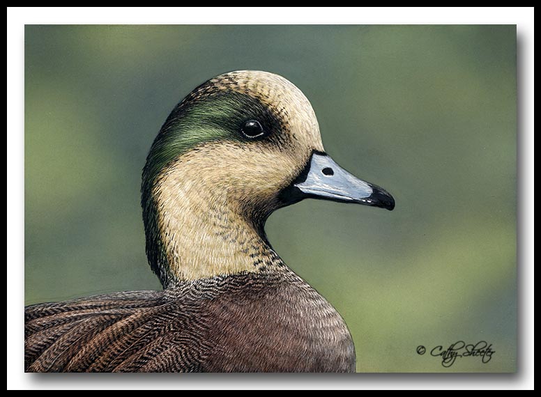 American Wigeon Drake - Scratchboard