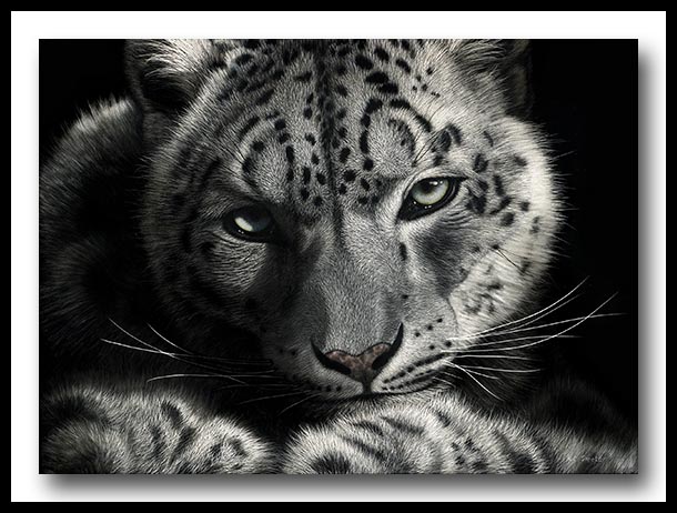 Snow Leopard - Scratchboard Art