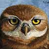 Baby Burrowing Owl  - Scratchboard