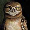 Baby Burrowing Owl  - Scratchboard