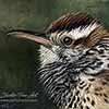 Cactus Wren  - Scratchboard