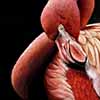 Flamingo - Scratchboard