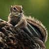 Ground Squirrel - Scratchboard