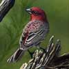 House Finch  - Scratchboard
