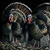 In The Spotlight - Scratchboard Art