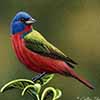 Painted Bunting  - Scratchboard