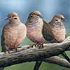 Mourning Doves - Scratchboard and Ink