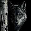 Shadowed - Scratchboard Wolf