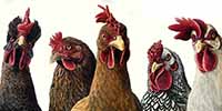 We Dont Give A Cluck  - Scratchboard