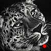 Gone In A Blink - Scratchboard Art Amur Leopard