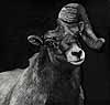 Ram Tough - Work In Progress