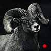 Tough Enough - Bighorn Ram Scratchboard