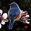 Bluebird and Blossoms - Scratchboard