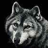 Bright Eyed - Scratchboard Gray Wolf