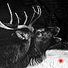 The Challenger - Scratchboard Art Elk