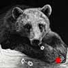 Pickin' Daisies - Scratchboard Art Grizzly Bear