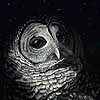 By Dawns Early Light - Scratchboard Art