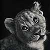 Dreaming Big - Scratchboard Art Lion Cub