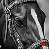 Dressed For Success - scratchboard art horse