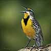 Meadowlark - Scratchboard and Ink