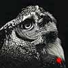 The Enlightened - Scratchboard Great Horned Owl