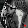 Faithful Friend - scratchboard art Faithful Friend - scratchboard art
