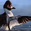 Wing Flap - Oil Common Goldeneye