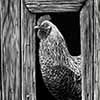 Feeling Cocky - Scratchboard Art