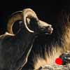 Feeling Inclined - Scratchboard Bighorn Sheep