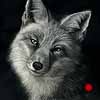 Foxy Lady - Scratchboard Art Fox