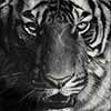 Imperial Queen - Scratchboard Art Tiger