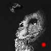 Intrigue - Scratchboard Art Great Gray Owl