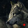 Just A Glance - Scratchboard Art Wolf Just A Glance - Scratchboard Art Wolf