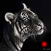 Luminescent - Scratchboard Tiger