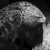 Mantling Golden Eagle - Scratchboard Art