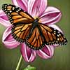 Monarch Butterfly -  Scratchboard