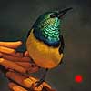 Napoleon - oil painting collared sunbird