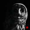 The Night Watchman - Scratchboard Art Great Gray Owl