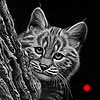 Peek-A-Boo - Scratchboard Art Bobcat Kitten
