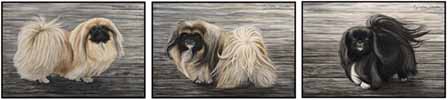 Pekinese Trio - scratchboard art