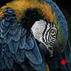 Preening Macaw - Scratchboard and Ink Art
