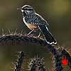 Prickly Perspective - Clayboard Cactus Wren