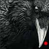Caw of the Wild - Scratchboard Raven