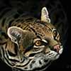 Rest Assured -  Scratchboard