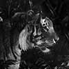 Rustle In The Brush - Scratchboard Tiger