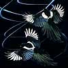 Scatter - Scratchboard Magpies