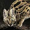 Serval Scratchboard Art